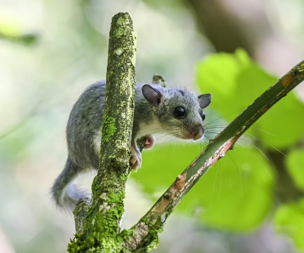 Glis