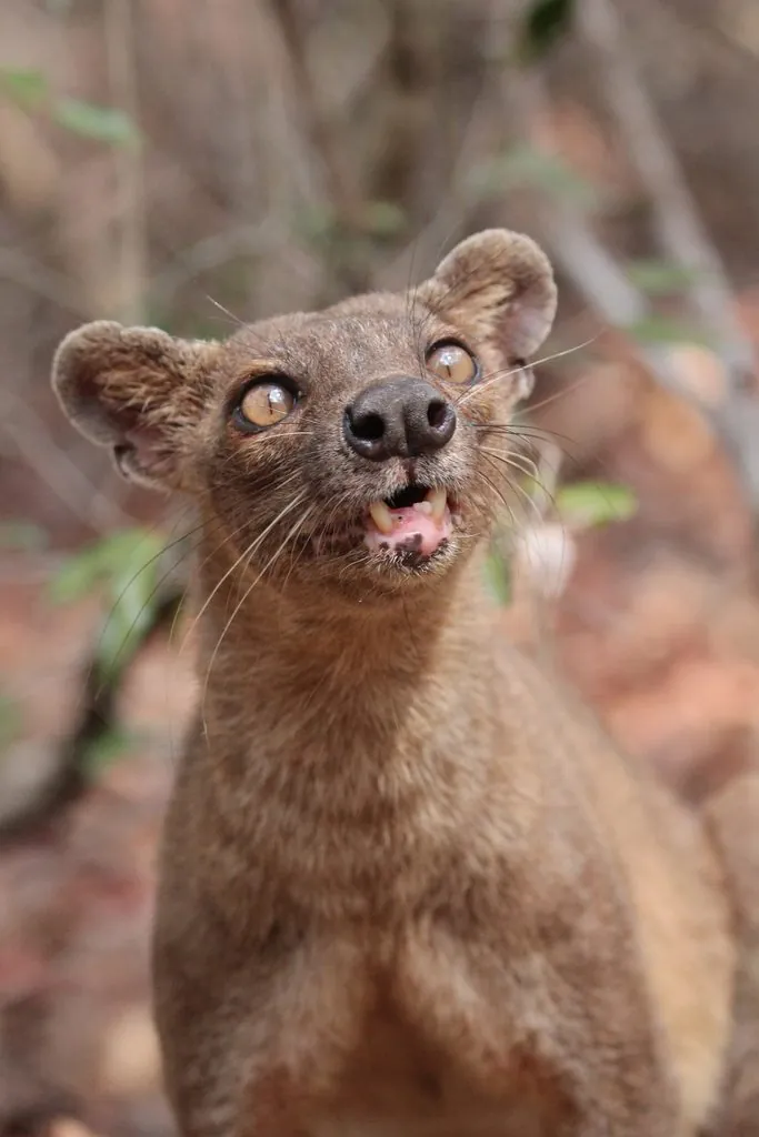 Fossa (animal)