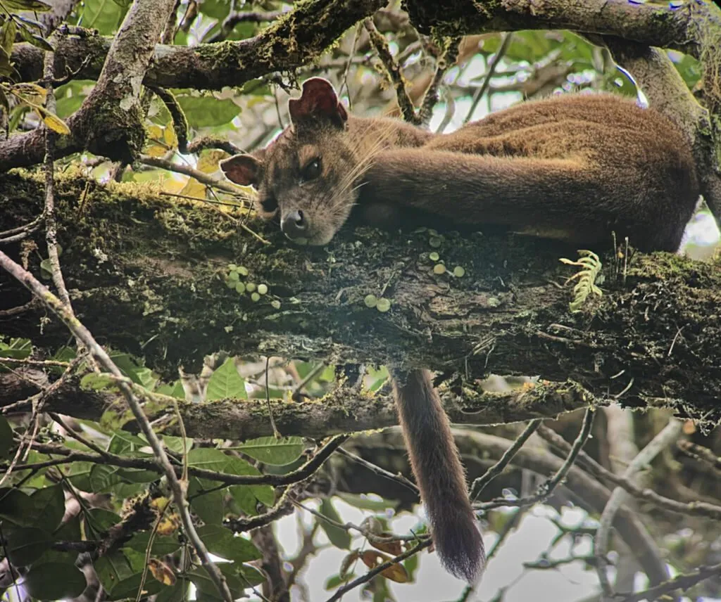 Fossa (animal)
