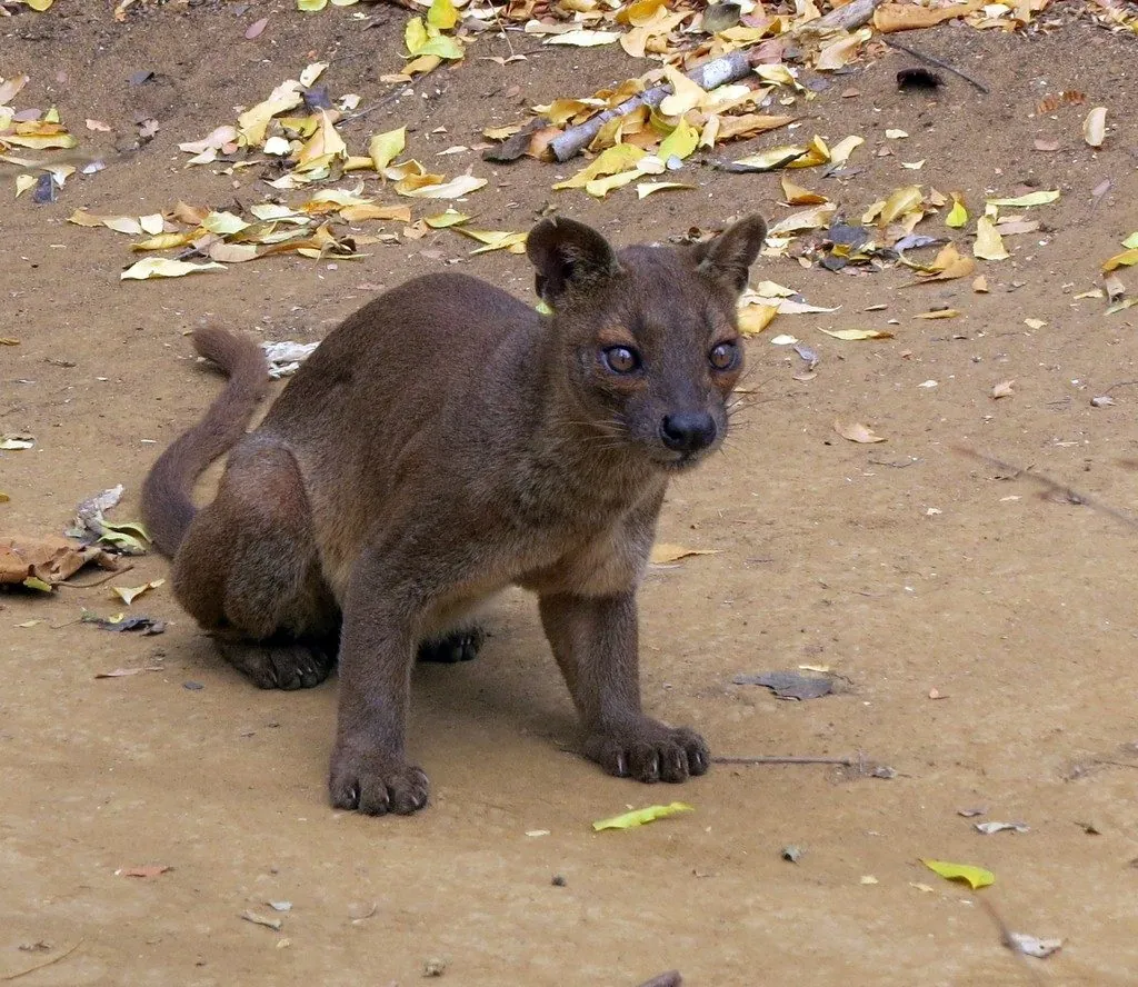 Fossa (animal)