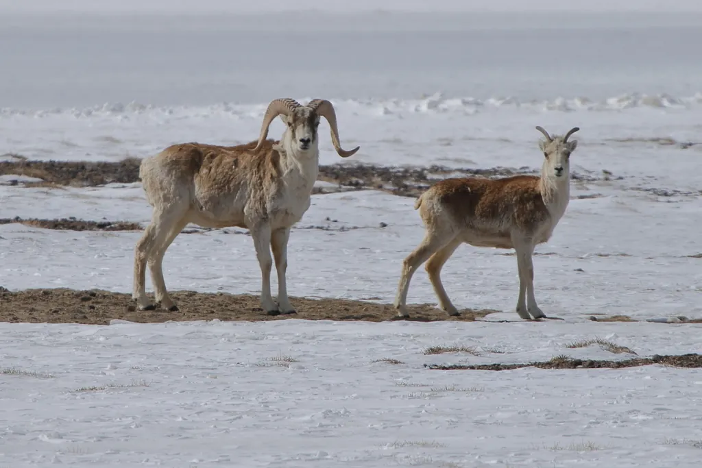 Argali