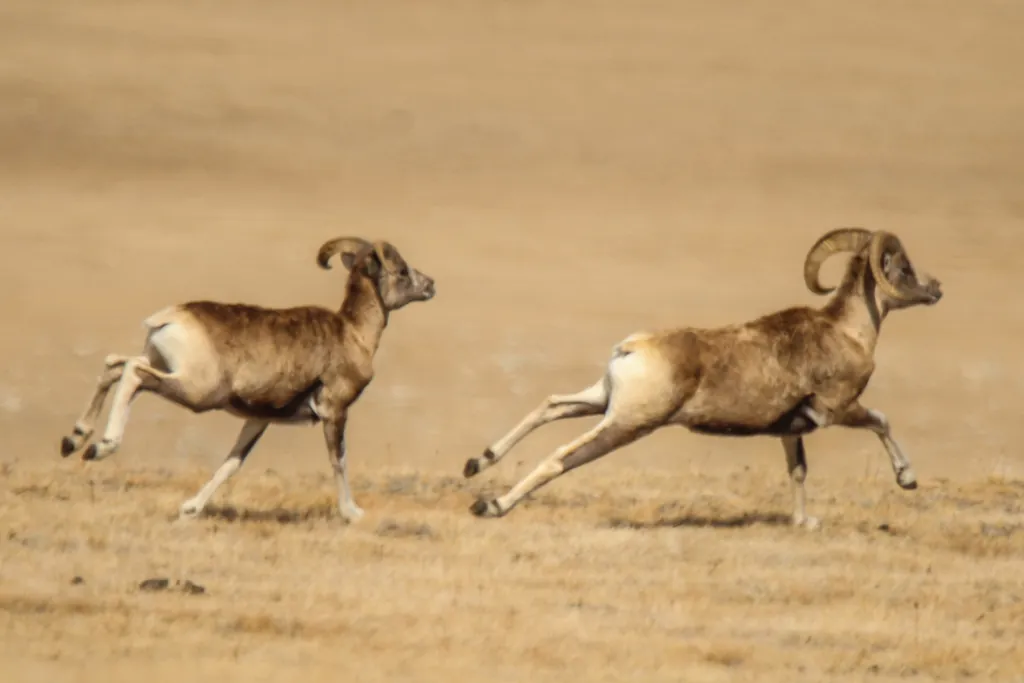 Argali