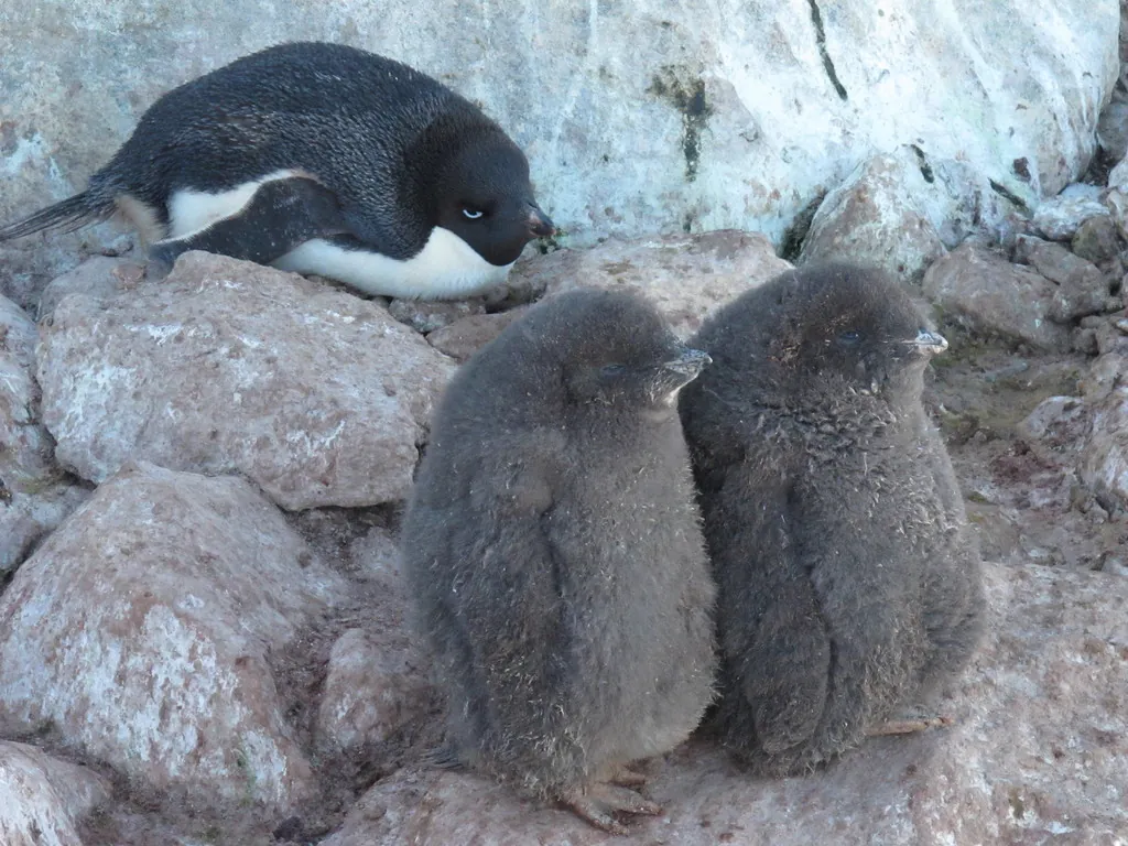 Pinguim-de-adélia
