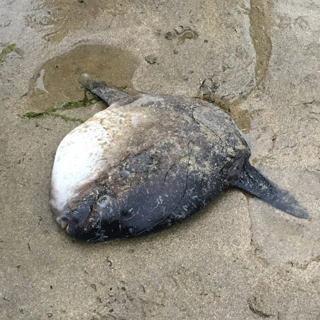 Peixe-lua