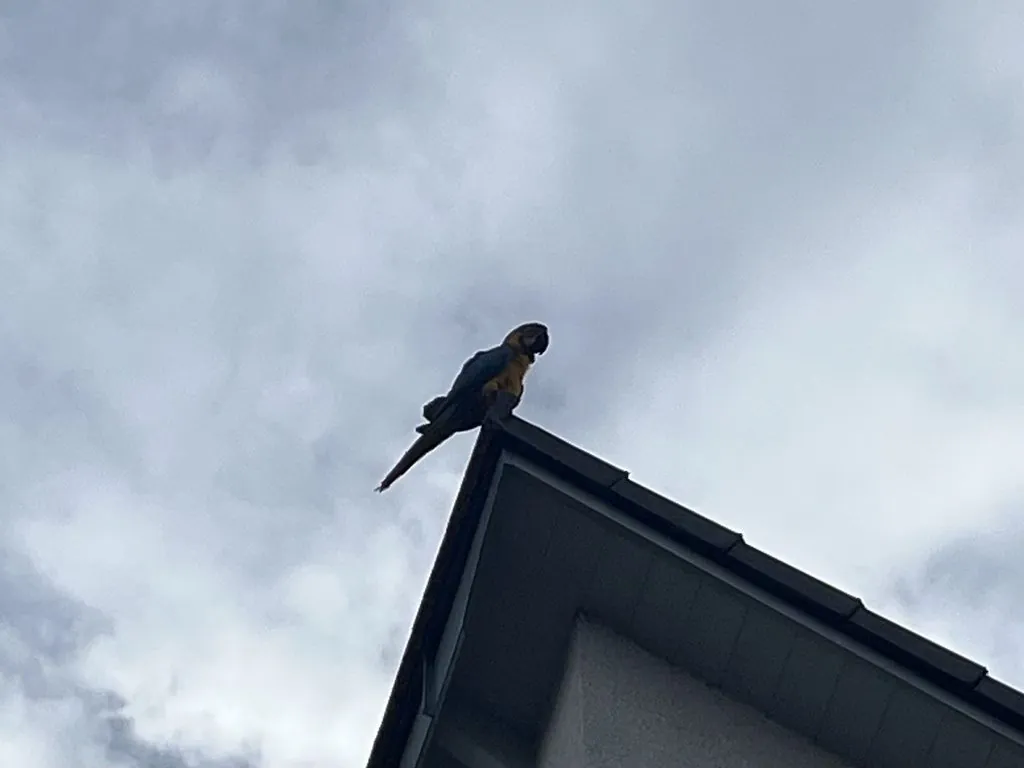 Arara-azul-e-amarela