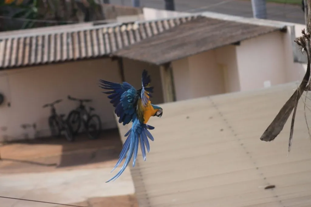 arara-azul-e-amarela