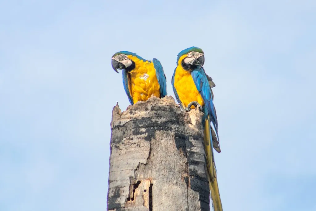 arara-azul-e-amarela