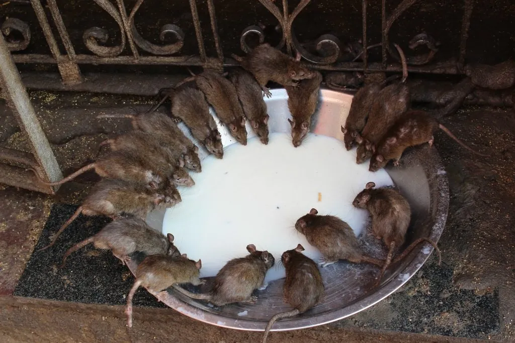 Rato-preto