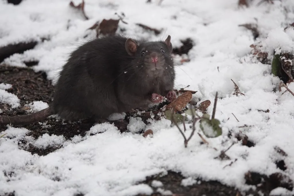 Rato-preto