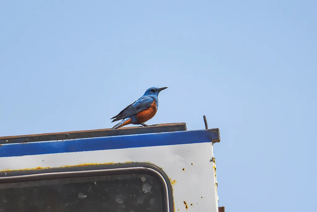 Melro-azul