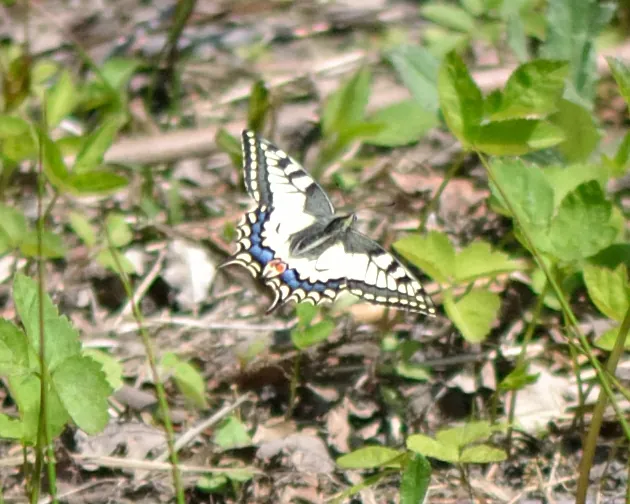 Borboleta Cauda-de-Andorinha