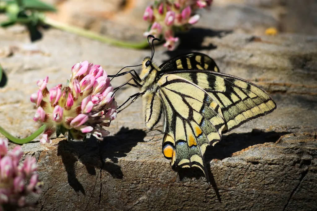 Borboleta Cauda-de-Andorinha
