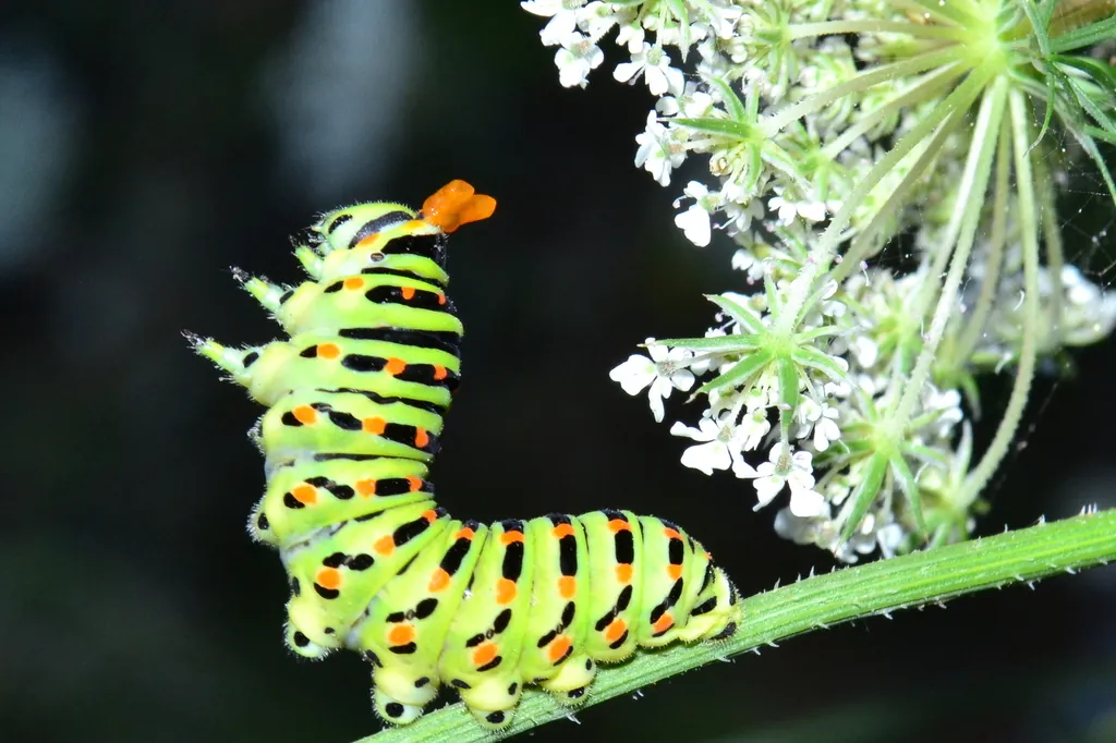 Borboleta Cauda-de-Andorinha