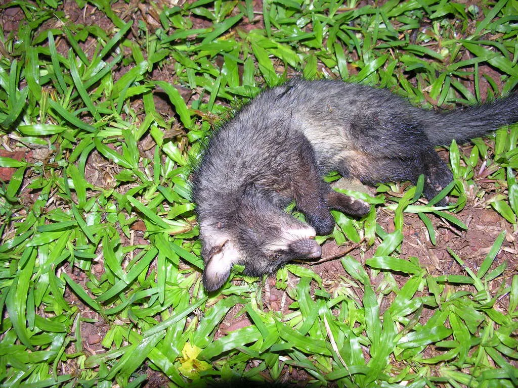 Paradoxurus hermaphroditus