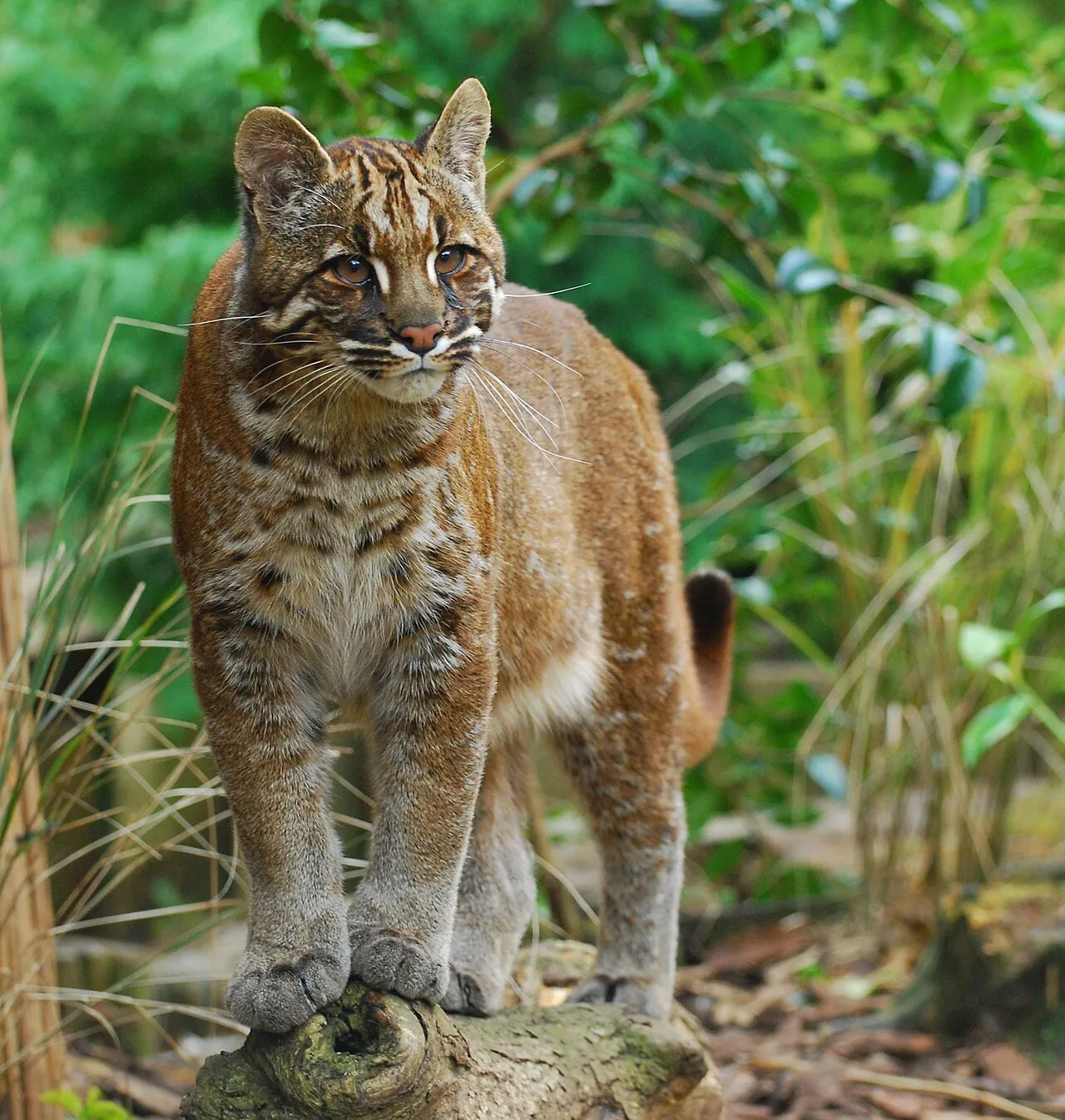 Gato-bravo-dourado-da-ásia