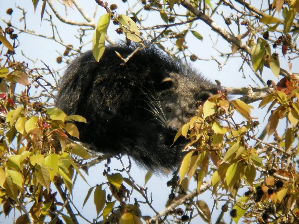 Arctictis binturong