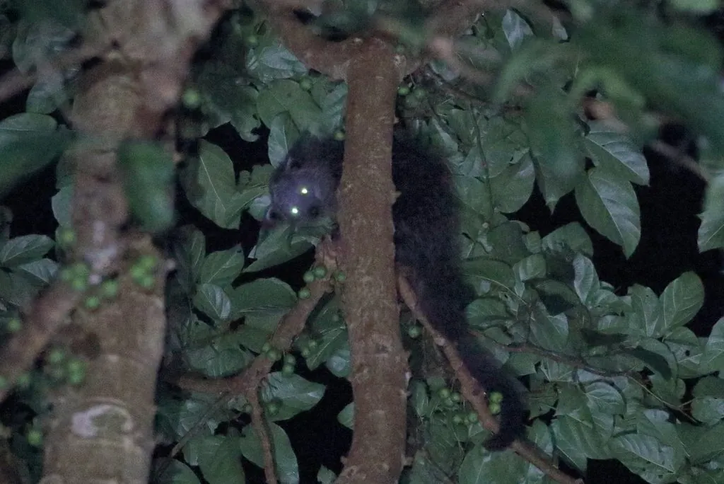 Arctictis binturong