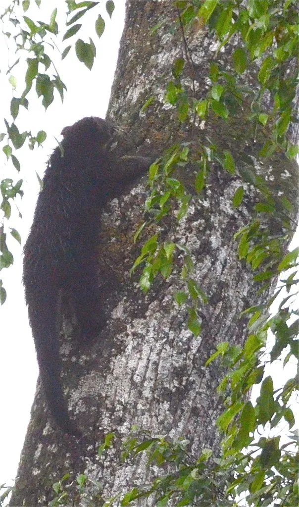 Arctictis binturong