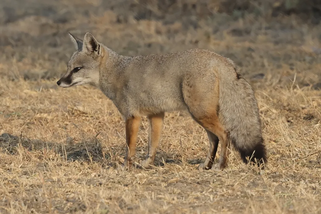 Raposa-de-bengala