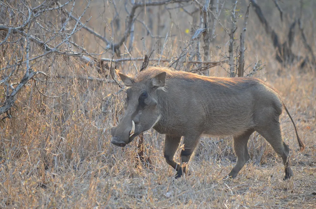 Phacochoerus africanus
