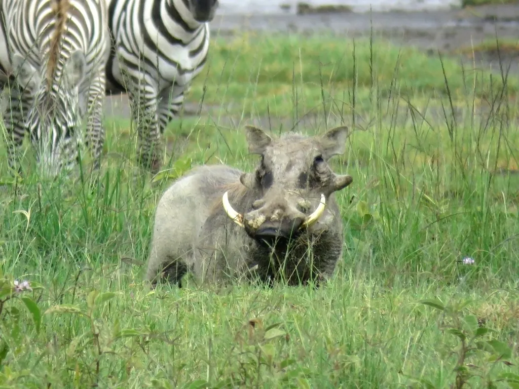 Phacochoerus africanus