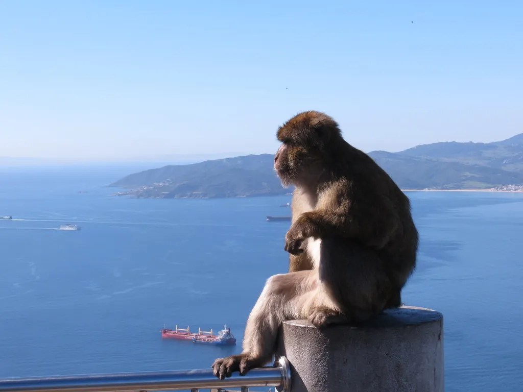 Macaco-de-gibraltar