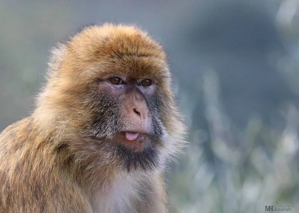 Macaco-de-gibraltar