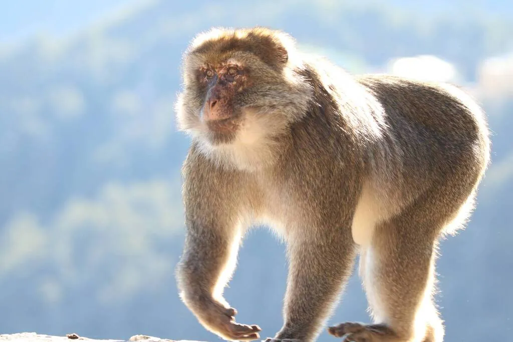 Macaco-de-gibraltar