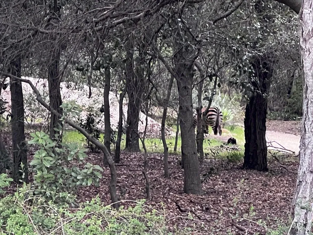 Zebra-da-planície
