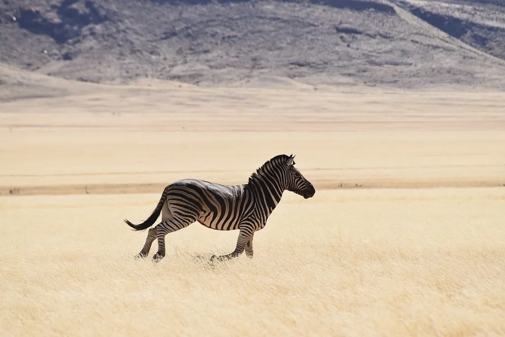 Zebra-da-planície