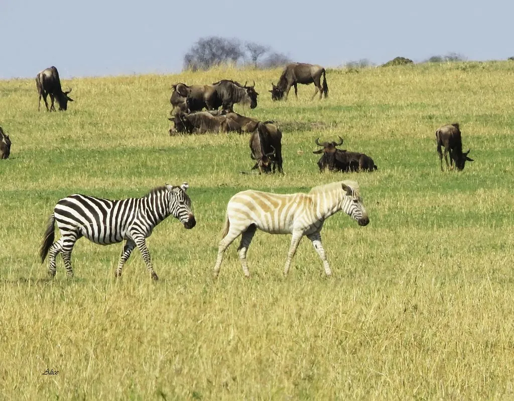 Zebra-da-planície
