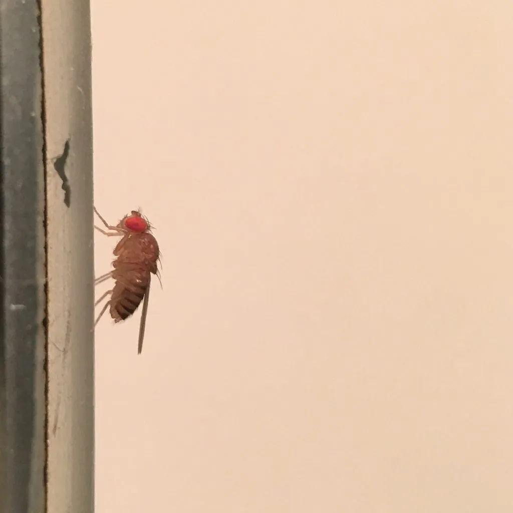 Drosophila melanogaster