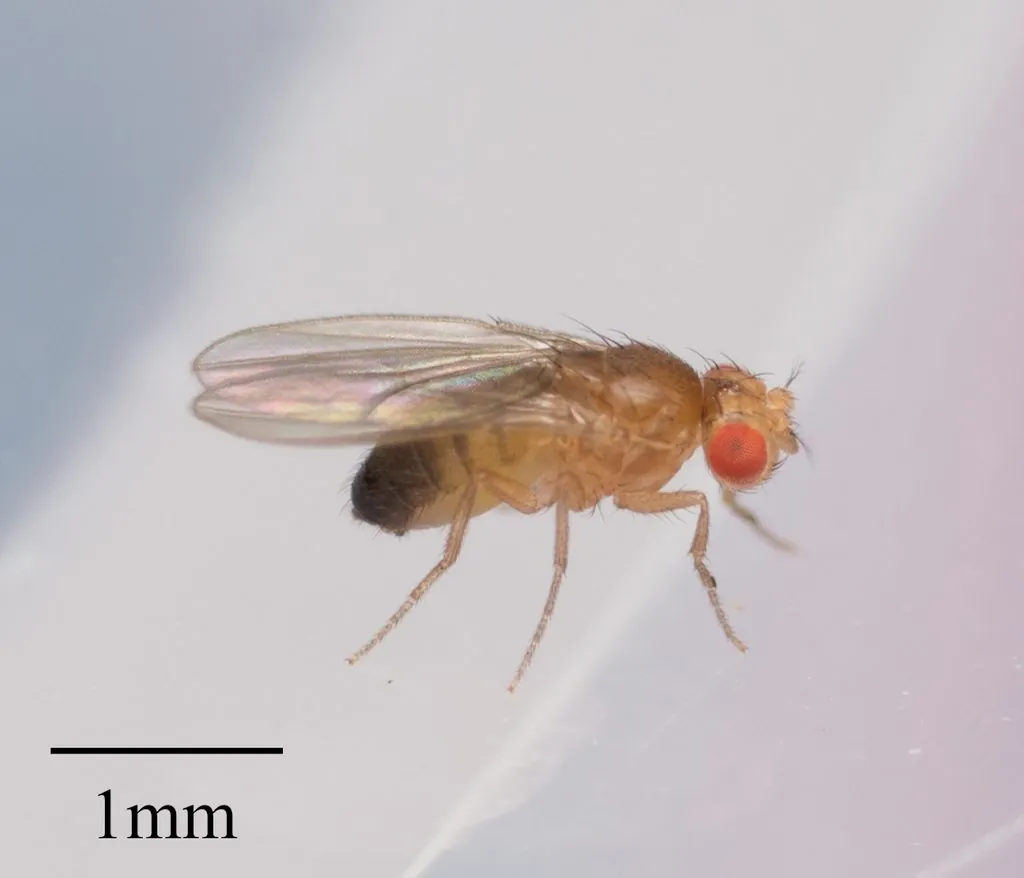 Drosophila melanogaster