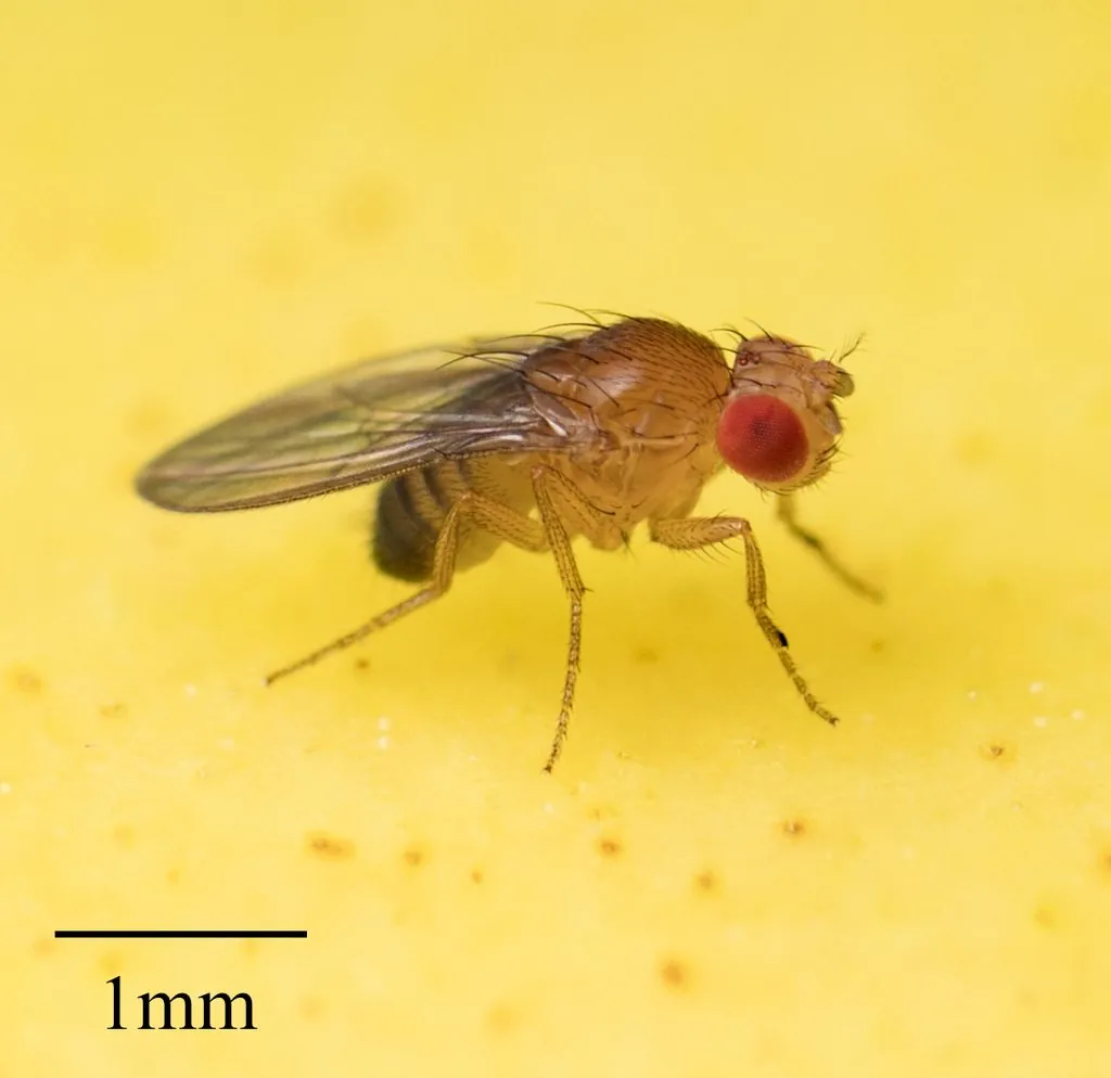 Drosophila melanogaster