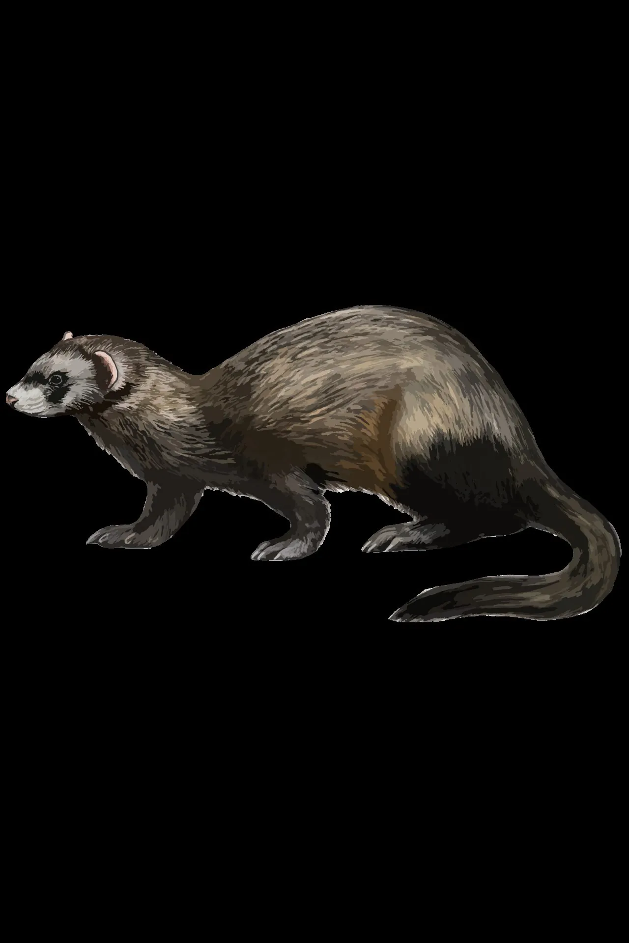 Furão