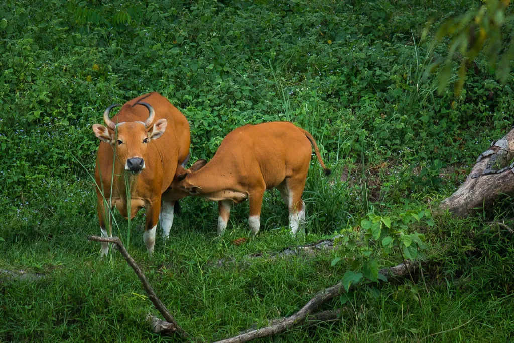 Bos javanicus