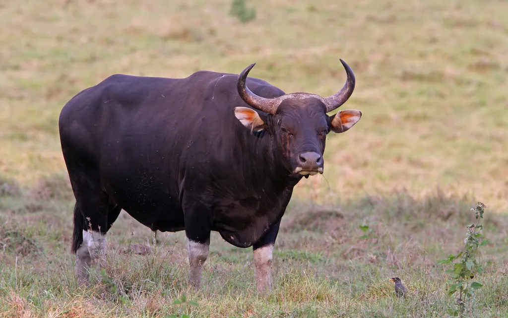 Bos javanicus