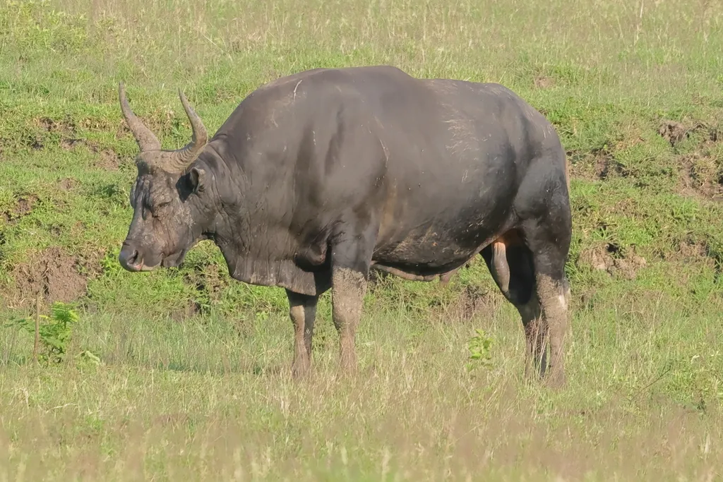 Bos javanicus