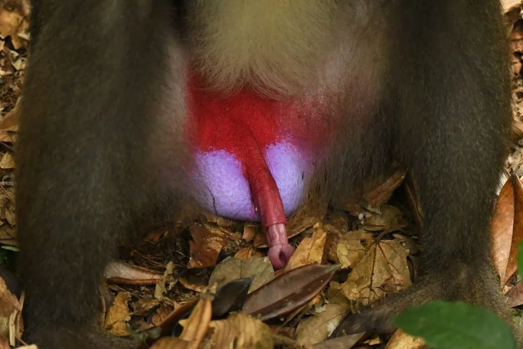 Mandril
