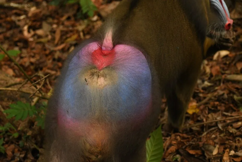 Mandril