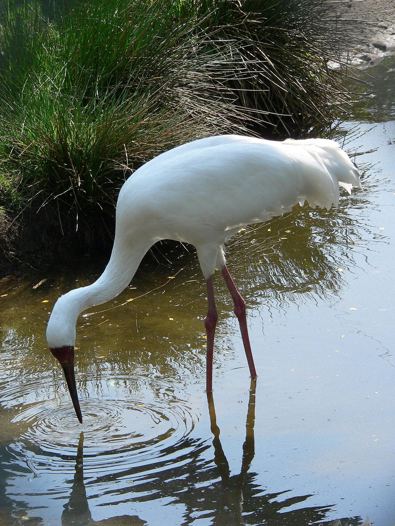 Grou-siberiano