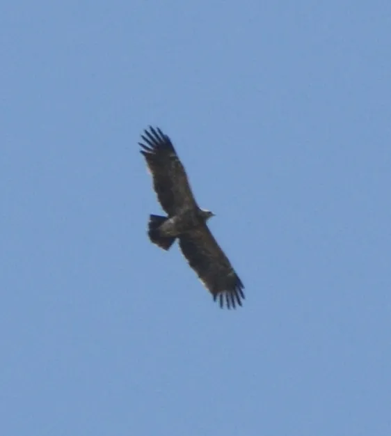 Águia-da-pomerânia