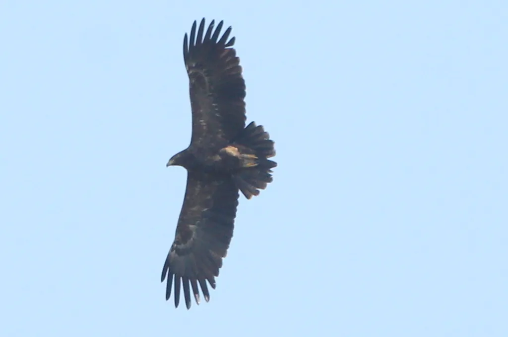águia-da-pomerânia
