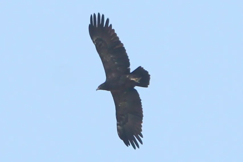 águia-da-pomerânia