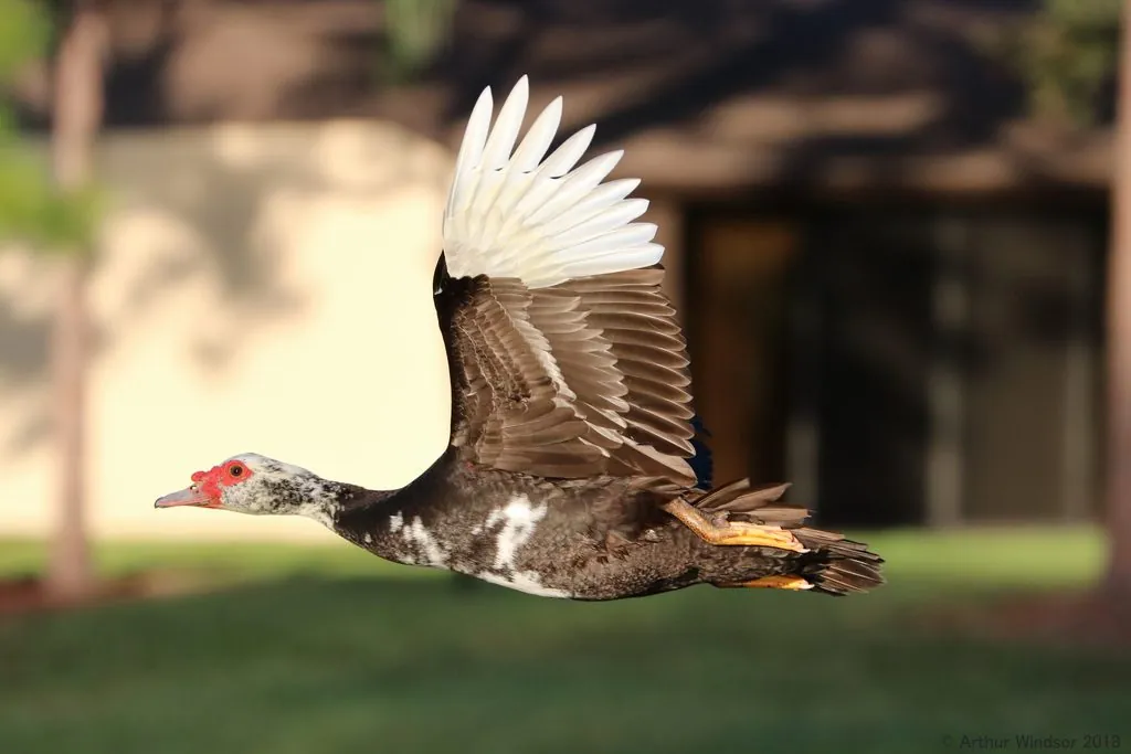 Pato-do-mato