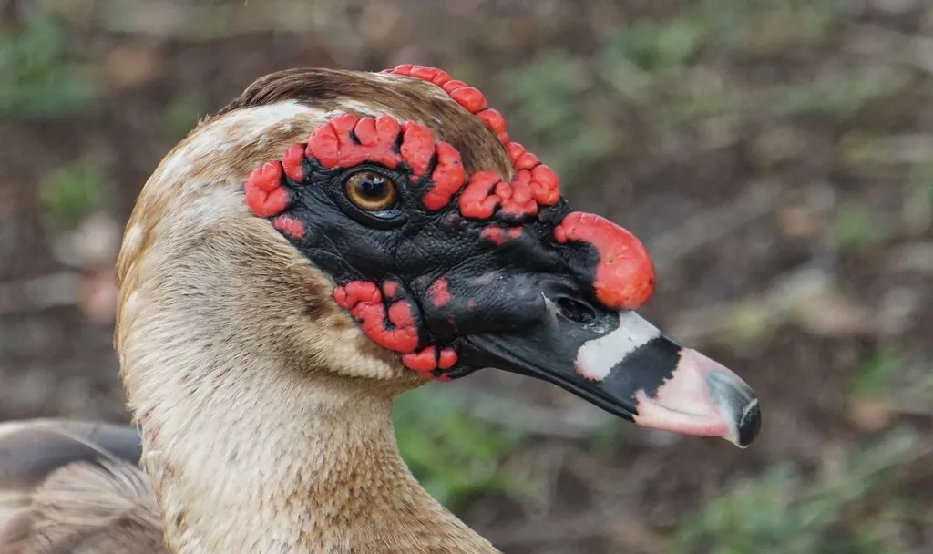 pato-do-mato