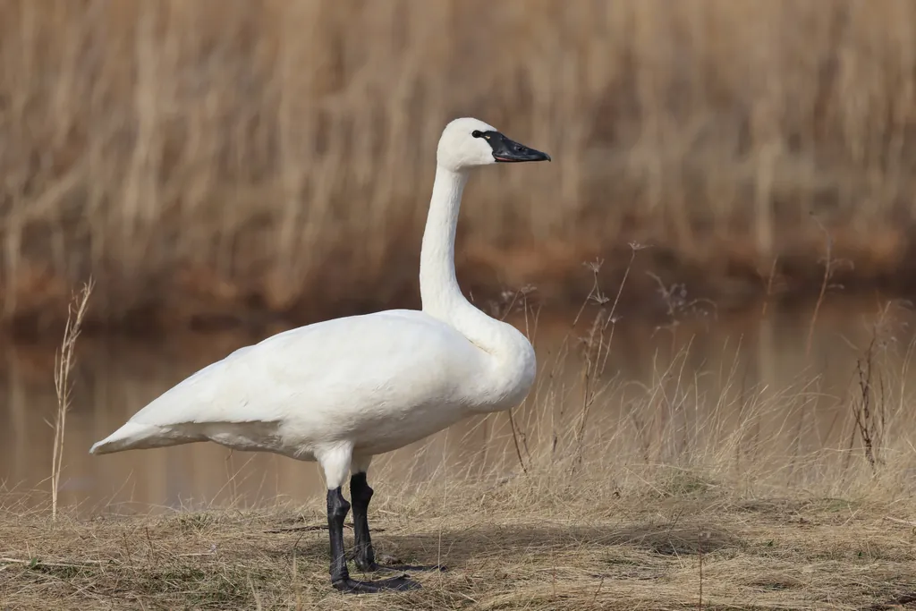 Cisne-pequeno