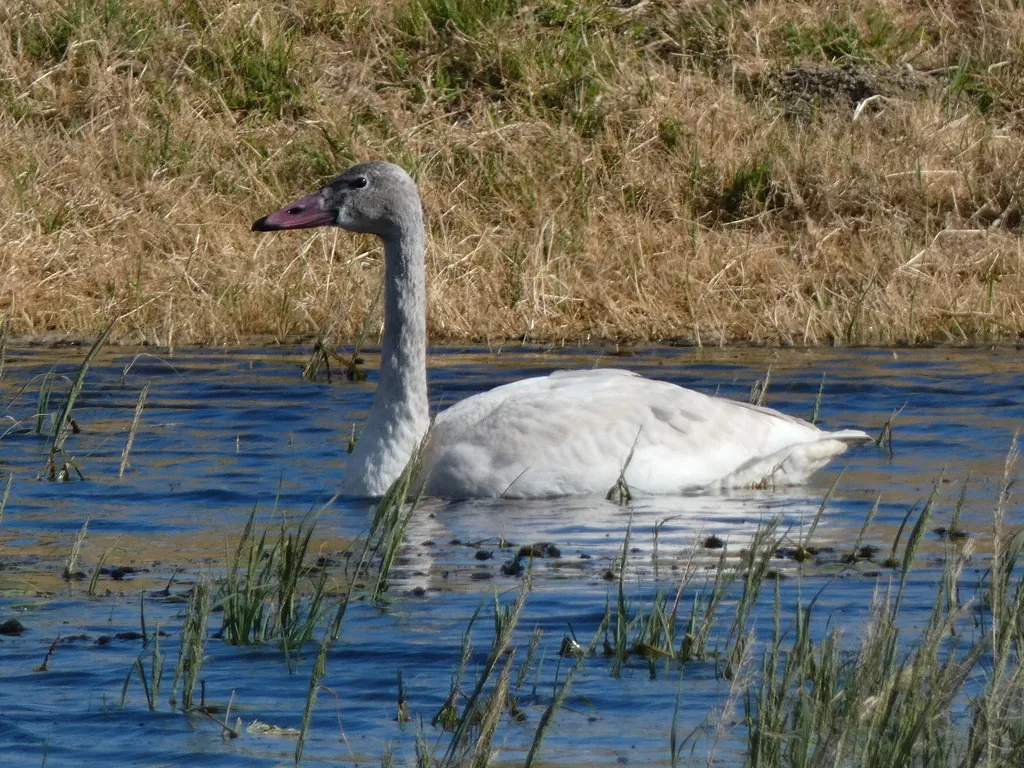 cisne-pequeno