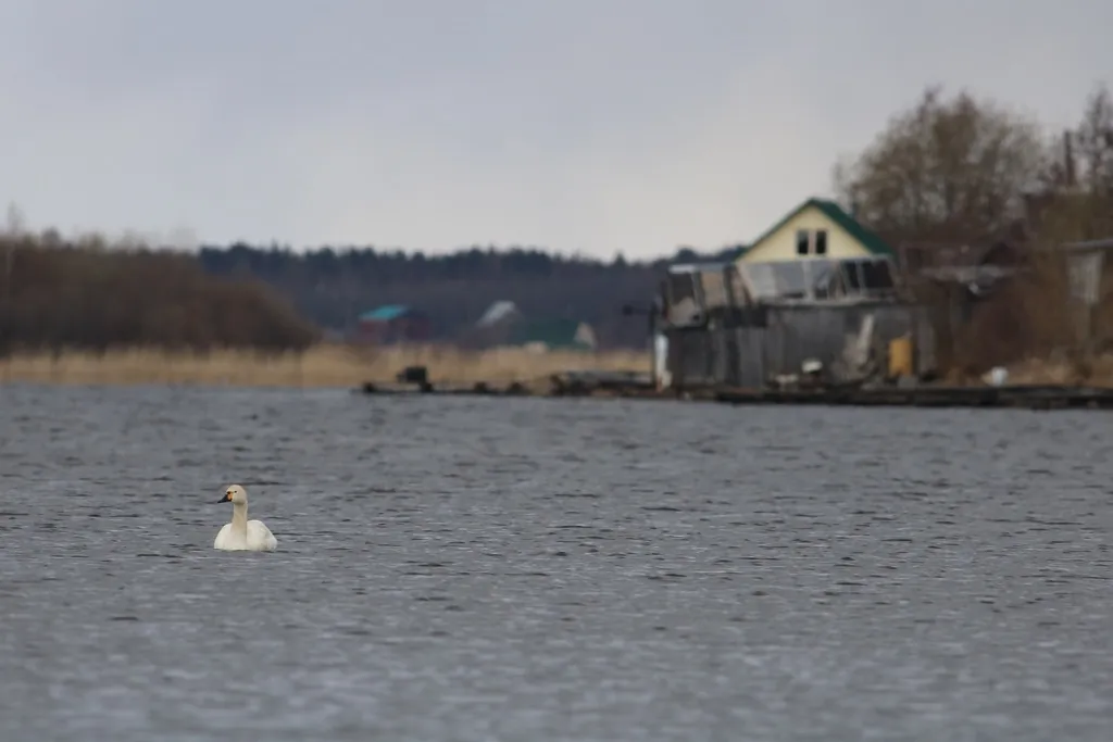 cisne-pequeno