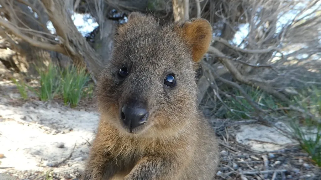 Setonix brachyurus